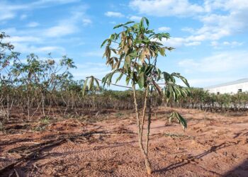Calorão atrasa desenvolvimento de plantações  e compromete produções avícolas e suínas