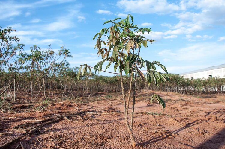 Calorão atrasa desenvolvimento de plantações  e compromete produções avícolas e suínas