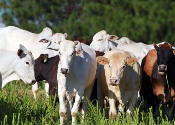 Noroeste do Paraná é região que mais sofre com a mosca-dos-chifres