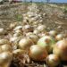 Boletim da Conab registra alta de preços de frutas e hortaliças