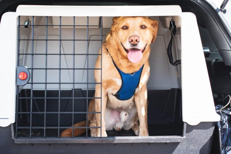 Saiba quando a companhia do animalzinho é  aconselhável e quais os cuidados no transporte