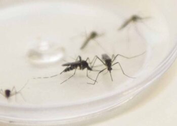 Paraná possui 2.398 casos confirmados de dengue