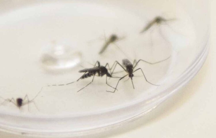 Paraná possui 2.398 casos confirmados de dengue