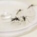 Paraná possui 2.398 casos confirmados de dengue