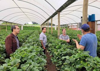 Projeto de pesquisa vai testar tecnologia para reduzir perda de água na irrigação