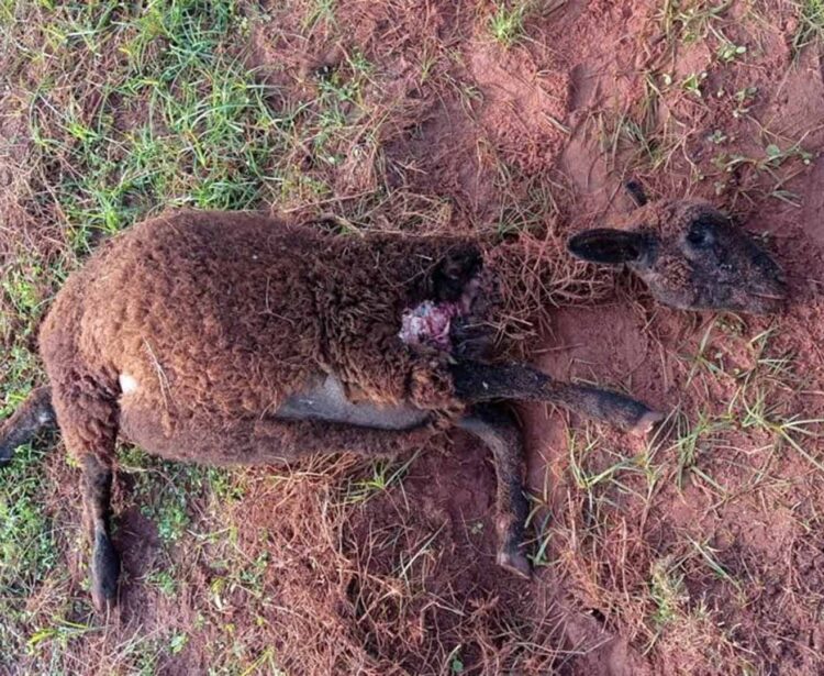 Ataque de onça matou carneiro no Distrito de Sumaré, afirmam moradores