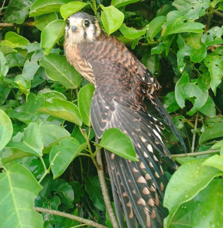 Filhote de falcão é capturado pelo Corpo de Bombeiros