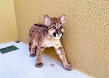 Estado formata plano para estudar e proteger território das onças