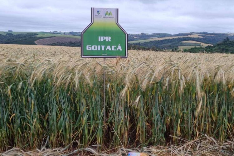 IDR-Paraná prepara lançamento de nova cultivar de triticale, com grande potencial produtivo