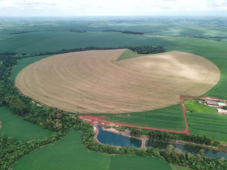 Com 312 mil hectares, produtores de milho terminam plantio da primeira safra