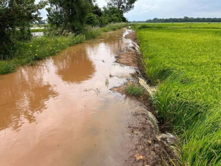 Boletim do IDR-Paraná detalha El Niño  em novembro e volume de chuva sobre o campo