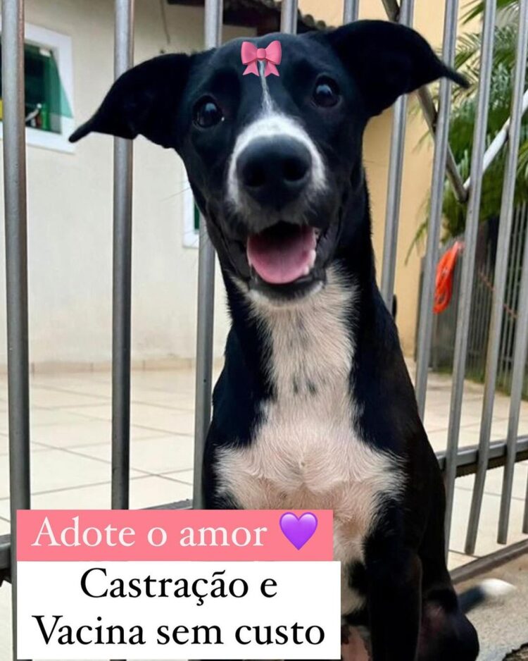 Grupo Apra recebe classificação de entidade de utilidade pública