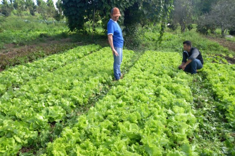 Trabalho de 700 extensionistas impulsiona  pesquisa e produção agropecuária no Estado
