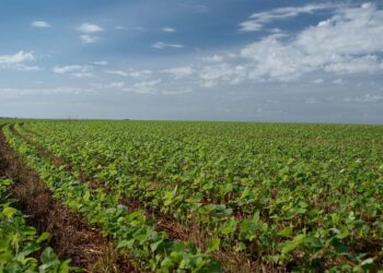 Detectadas irregularidades em uma a cada  quatro lavouras de soja na Região Noroeste