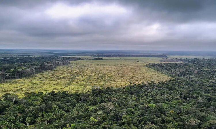 Desmatamento na Amazônia registra  maior queda do ano em novembro