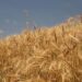Boletim da Secretaria da Agricultura detalha impacto do El Niño na produção paranaense