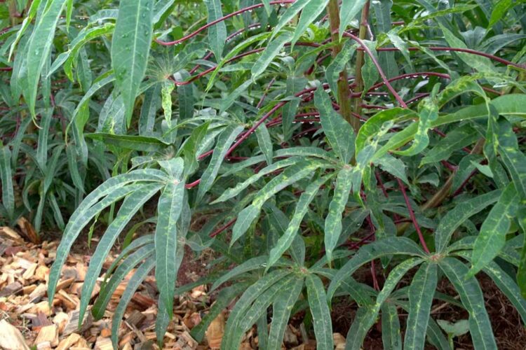 IDR-PR apresenta melhoramento genético da mandioca de mesa no Show Rural 2024