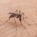 Em uma semana, casos prováveis de dengue sobem de 120 mil para 217 mil
