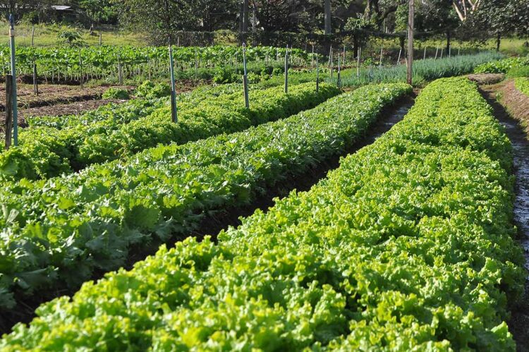 Conab registra queda de preços da alface,  enquanto cotações de batata e cenoura sobem