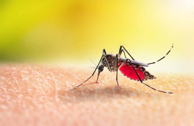 El Niño e altas temperaturas favorecem aumento de casos de dengue