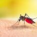 El Niño e altas temperaturas favorecem aumento de casos de dengue