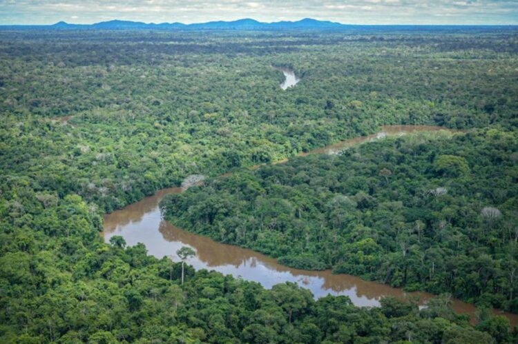 Desmatamento cai pela metade na  amazônia e sobe 43% no cerrado em 2023
