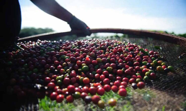 Conab aponta que produção de café do país deve chegar em 58,08 mi de sacas