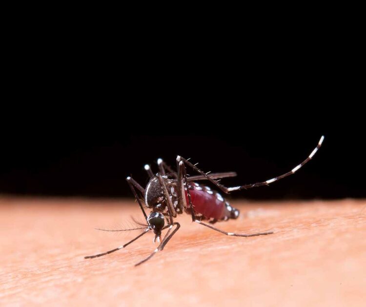 Brasil apresenta recorde de mortes por dengue em 2023