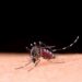 Brasil apresenta recorde de mortes por dengue em 2023