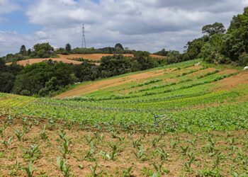 Paraná lidera a produção de orgânicos no Brasil