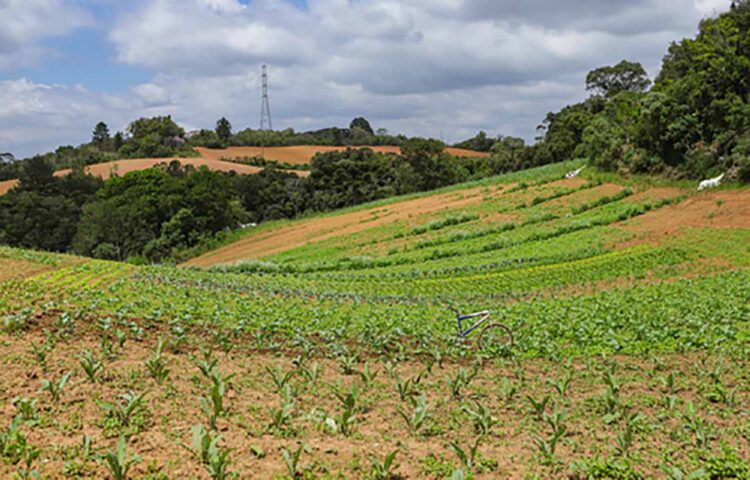 Paraná lidera a produção de orgânicos no Brasil