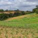 Paraná lidera a produção de orgânicos no Brasil