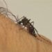 Vacina contra dengue começa a ser aplicada em fevereiro no Brasil