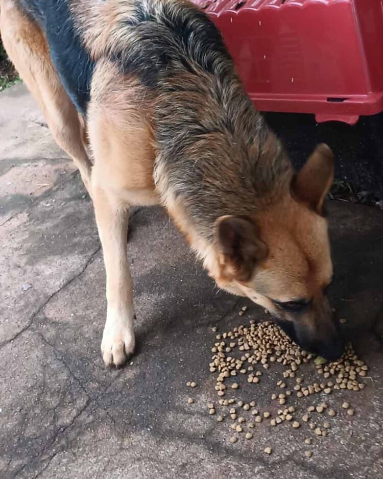 Grupo Apra acumula dívidas desde outubro e busca apoio para continuar cuidados dos animais