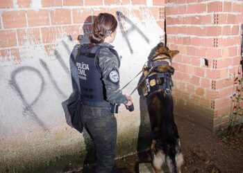 Ações da PCPR com cães resultaram em aumento de 98% na apreensão de armas em 2023