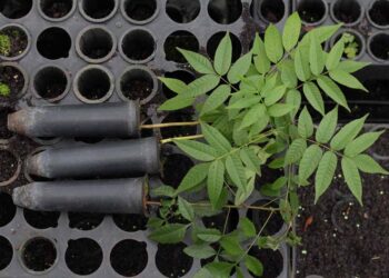 Com distribuição recorde, Paraná vai alcançar 10 milhões de mudas plantadas em 2024