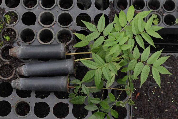 Com distribuição recorde, Paraná vai alcançar 10 milhões de mudas plantadas em 2024