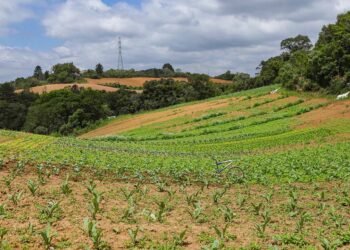 Com 3,9 mil agricultores certificados, Paraná lidera produção orgânica do Brasil