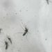 Saúde destinará R$ 1,5 bi a estados e municípios para apoio no combate à dengue