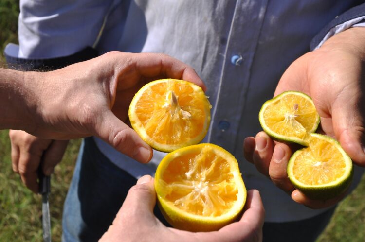 Greening ainda é ameaça para a citricultura; setor segue mobilizado para conter a doença
