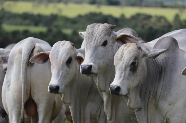Preços da arroba do boi continuam caindo no Brasil; veja cotações
