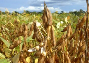Com previsão de margens apertadas, assertividade é a palavra da vez no campo