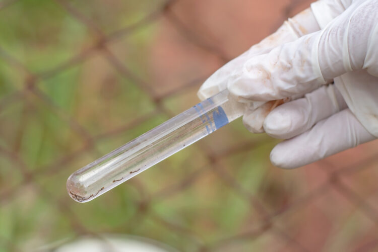 Quatro municípios da região apresentam alto risco de infestação do mosquito da dengue