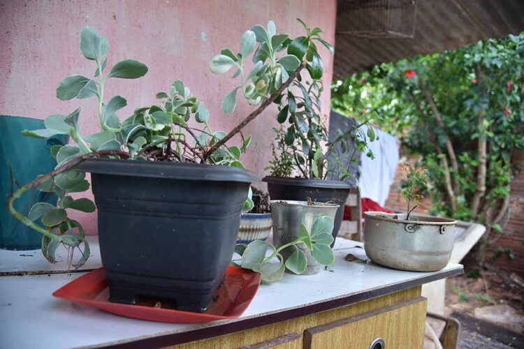 Boletim confirma 7.238 novos casos  e dois óbitos por dengue no Paraná