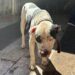Polícia Civil cumpre prisões por tráfico de drogas e maus tratos de animais em Paranavaí