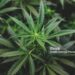STJ convoca audiência pública sobre plantio de maconha para remédios