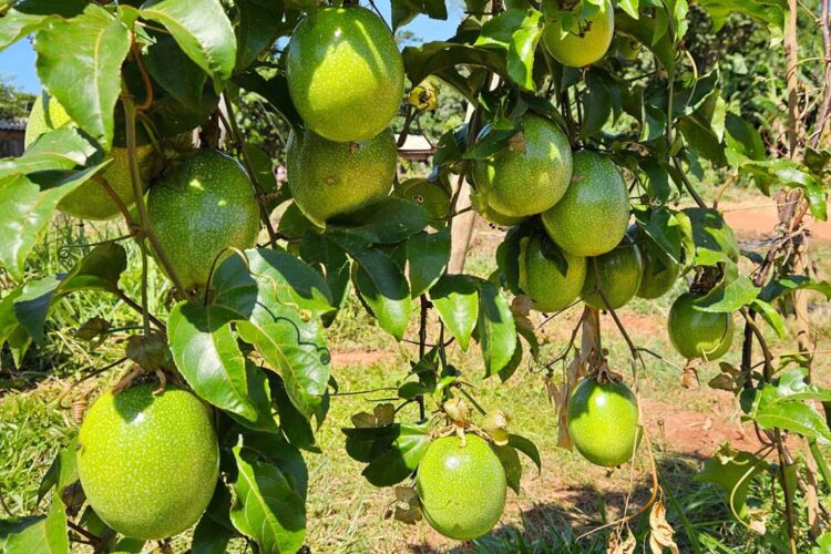 Com parcerias e apoio do Estado, agricultores  investem na produção de maracujá
