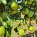 Com parcerias e apoio do Estado, agricultores  investem na produção de maracujá