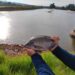 Chegada de pescados importados  ameaça a tilapicultura brasileira