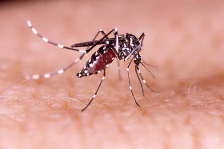 Paranavaí registra 3.158 casos confirmados de dengue